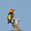 Western Tanager